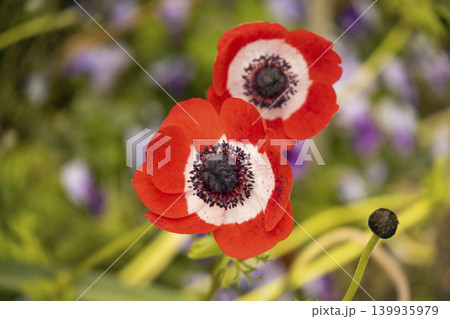 Two vibrant red anemone flowers with white and dark centers bloom outdoors. Top view of elegant spring blossoms on a blurry natural background Two vibrant red anemone flowers with white and dark centers bloom outdoors. Top view of elegant spring blossoms on a blurry natural background 139935979