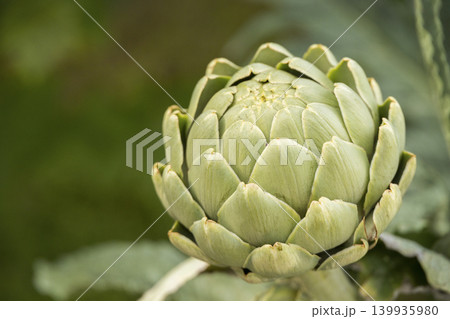 Close up shot of a raw green artichoke flower bud growing outdoors. Fresh organic agriculture product ready for harvest with blurred background 139935980