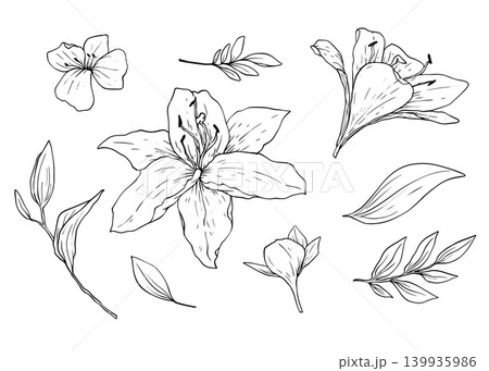 Set of lily flowers and leaves buds handdraw vector set Set of lily flowers and leaves buds handdraw vector set 139935986