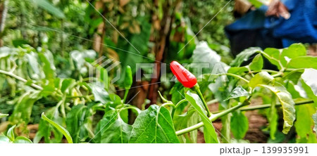 Red cayenne pepper on a tree behind the house Red cayenne pepper on a tree behind the house 139935991