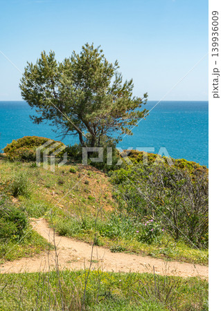A vertical shot of a sandy hiking path leading toward a lone pine tree on a green cliffside, overlooking the turquoise Atlantic Ocean under a clear blue sky in Algarve Portugal 139936009
