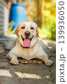 dog labrador retriever fawn color in nature. 139936050