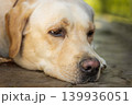 dog labrador retriever fawn color in nature. 139936051