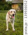 dog labrador retriever fawn color in nature. 139936052