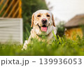 dog labrador retriever fawn color in nature. 139936053