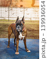 Brindle Boxer dog with natural ears and undocked tail 139936054