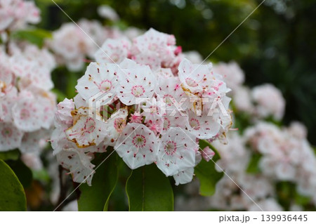 カルミアの花言葉 カルミアの花言葉 139936445