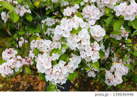 花笠石楠花 花笠石楠花 139936446