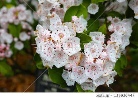 星形の優雅な花のカルミア 星形の優雅な花のカルミア 139936447