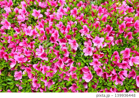 サツキの花 139936448