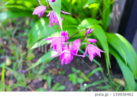 可憐に咲く花シラン 139936462