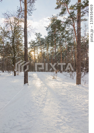 Winter pine forest on a cold sunny day on the sunset. Winter forest with snow on trees and floor. Winter pine forest on a cold sunny day on the sunset. Winter forest with snow on trees and floor. 139936469