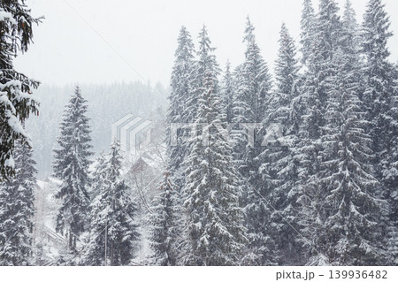 A snowstorm in the mountains sweeps up wooden houses. Wooden houses and Christmas trees in the snow. Carpathians. Ukraine A snowstorm in the mountains sweeps up wooden houses. Wooden houses and Christmas trees in the snow. Carpathians. Ukraine 139936482