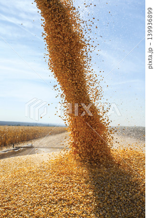 Corn kernels pouring during an agricultural harvest season Corn kernels pouring during an agricultural harvest season 139936899