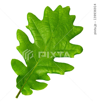 Fresh green oak leaf displaying natural form Fresh green oak leaf displaying natural form 139936914
