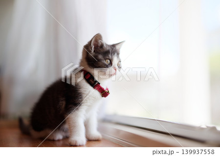 窓辺の子猫 窓辺の子猫 139937558