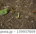 Green caterpillar crawling on dry brown soil in the garden 139937609