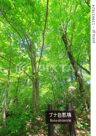 白神山地・十二湖(新緑のブナ林・青森県深浦町・縦構図) 白神山地・十二湖(新緑のブナ林・青森県深浦町・縦構図) 139937624
