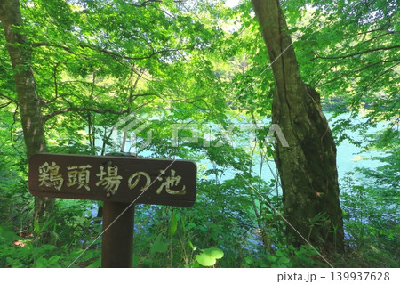 白神山地・十二湖(新緑の鶏頭場の池・青森県深浦町) 白神山地・十二湖(新緑の鶏頭場の池・青森県深浦町) 139937628