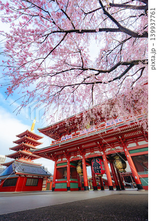 浅草寺宝蔵門と枝垂れ桜の春景色 139937761