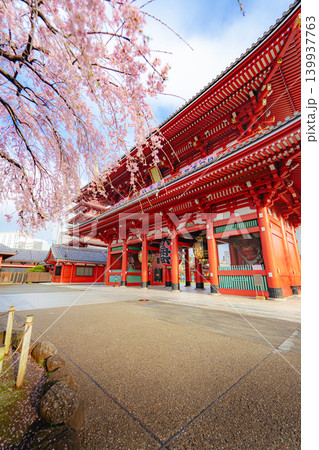浅草寺宝蔵門と枝垂れ桜の春景色 浅草寺宝蔵門と枝垂れ桜の春景色 139937763