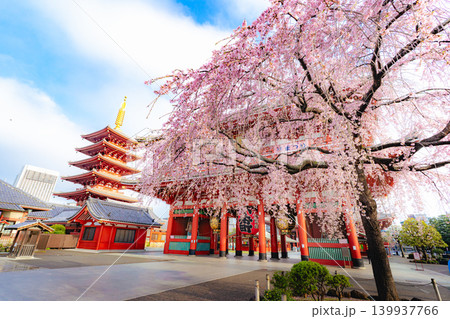 浅草寺宝蔵門と枝垂れ桜の春景色 浅草寺宝蔵門と枝垂れ桜の春景色 139937766