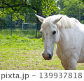White horse head close up view outdoors 139937818