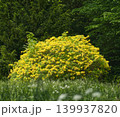 Ornamental garden shrub with golden yellow leaves in spring park 139937820