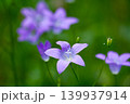Purple wild bellflower close up on blurred green background 139937914