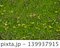 Lush green grass texture on spring meadow with small yellow flowers 139937915