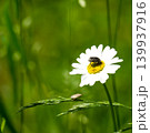 Single daisy flower with a small insect on a blurred green background 139937916