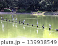 福岡市の大濠公園の水鳥 139938549