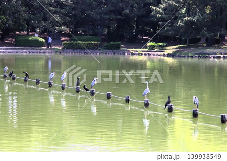 福岡市の大濠公園の水鳥 139938549