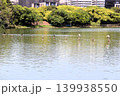 福岡市の大濠公園の水鳥 139938550
