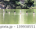 福岡市の大濠公園の水鳥 139938551