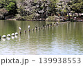 福岡市の大濠公園の水鳥 139938553