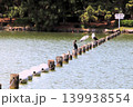 福岡市の大濠公園の水鳥 139938554