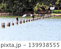 福岡市の大濠公園の水鳥 139938555