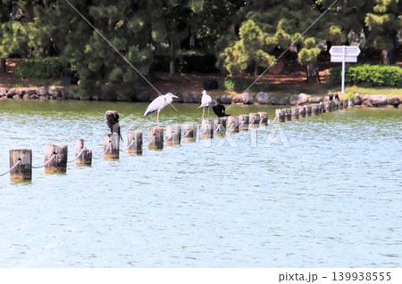 福岡市の大濠公園の水鳥 福岡市の大濠公園の水鳥 139938555