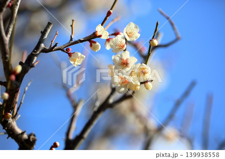 爽やか 白梅の花 雪月花 爽やか 白梅の花 雪月花 139938558