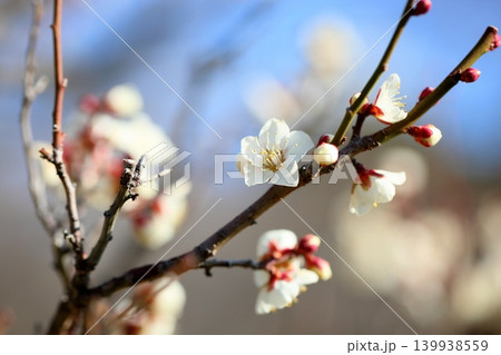 爽やか 白梅の花 雪月花 爽やか 白梅の花 雪月花 139938559