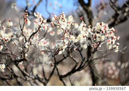 爽やか　白梅の花　鶯宿 139938567