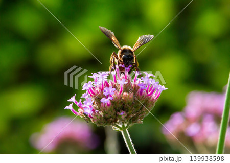 Bee on pink flower, pollen gathering, garden macro, green blur background, spring nature scene, pollination concept Bee on pink flower, pollen gathering, garden macro, green blur background, spring nature scene, pollination concept 139938598