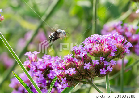 Bee pollinating purple flower in green garden, spring nature macro, blurred background Bee pollinating purple flower in green garden, spring nature macro, blurred background 139938599
