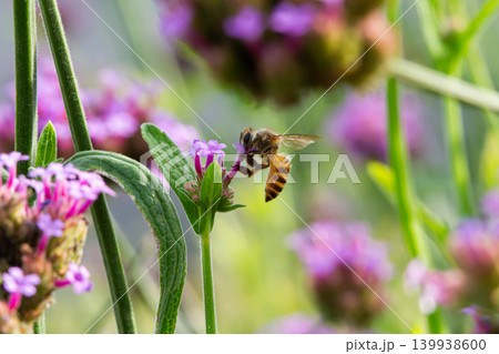Bee feeding on purple flower in garden with green stem and soft blurred background Bee feeding on purple flower in garden with green stem and soft blurred background 139938600