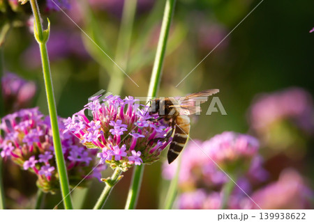 Bee on pink flower in garden, pollination with soft bokeh background and natural sunlight Bee on pink flower in garden, pollination with soft bokeh background and natural sunlight 139938622