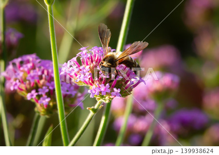 Bee on purple flower in garden with soft bokeh and natural light Bee on purple flower in garden with soft bokeh and natural light 139938624