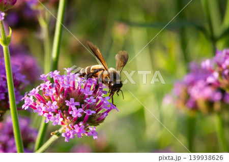 Bee on purple flower green garden background pollen gathering close up macro wildflower blossom pollination scene summer nature flying insect blurred bokeh sunny daylight Bee on purple flower green garden background pollen gathering close up macro wildflower blossom pollination scene summer nature flying insect blurred bokeh sunny daylight 139938626