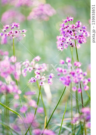 ラッキョウの花　（鳥取県北栄町産） 139938651