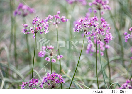 ラッキョウの花　（鳥取県北栄町産） 139938652